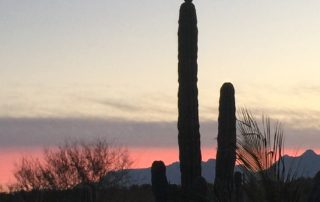 Nature, Wildlife, Explore Loreto, Loreto Destinations, Gretchen Bell