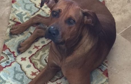 Brown dog resting on a rug outdoors