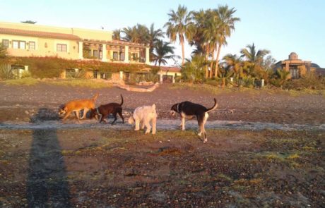 Stray dogs on a beach
