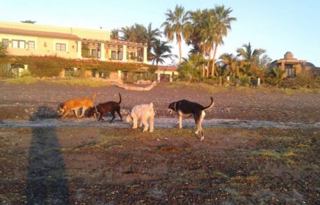 Stray dogs on a beach