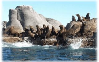 Seals on an ocean island