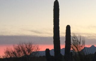 Desert cactus at sunset (or sunrise)