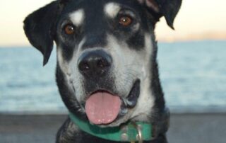 Black & white faced dog on beach with tongue sticking out