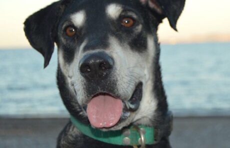 Black and white dog on beach