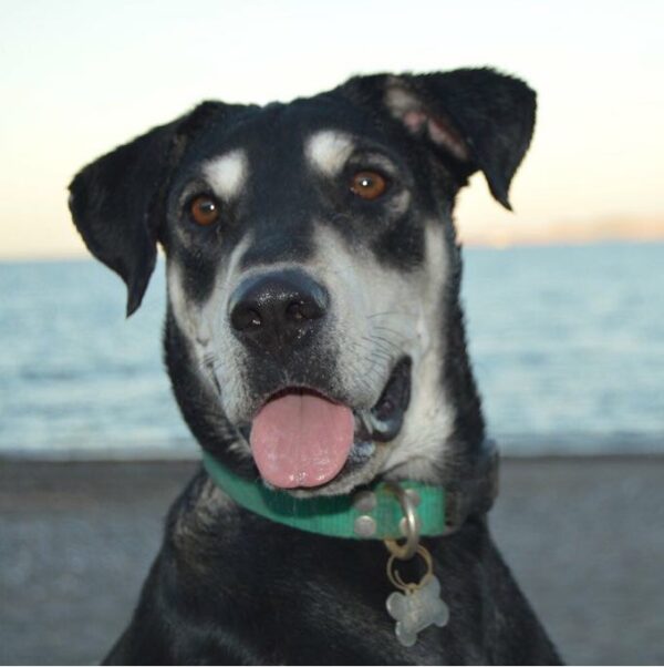 Black & white faced dog on beach with tongue sticking out