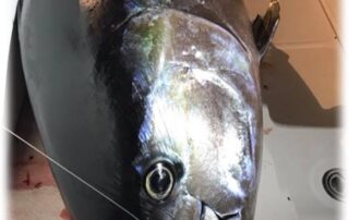 Large fish catch on a boat