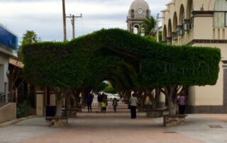 Tree-lined plaza walkway in Loreto with historic mission bell tower in background