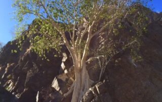 Tree with small hill in background