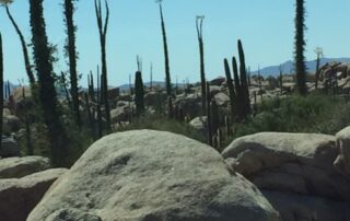 Desert landscape near Loreto with tall cacti, rocky boulders, and Sea of Cortez in distance