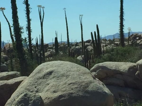 Desert landscape near Loreto with tall cacti, rocky boulders, and Sea of Cortez in distance