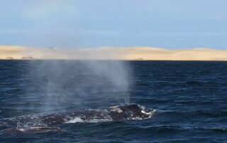 Whale in ocean spewing water from its blowhole