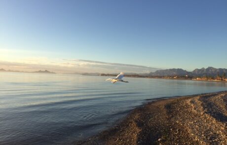 Ocean view from beach with bird flying over the water