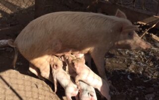 Pigs and sucklings on a farm