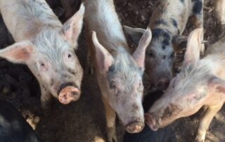 Closeup of white haired pigs on a farm