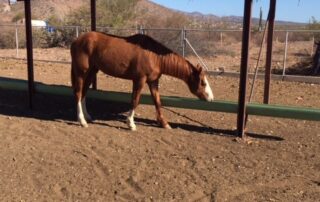 Horse in large stable