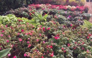 Flowers and plants in a plant nursery