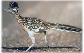 Closeup of roadrunner