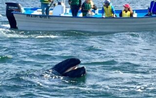 Whale watchers viewing a whale in the ocean