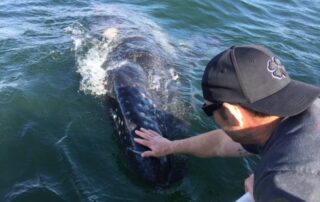 Man in boat petting a whale in the ocean