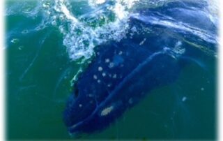 Closeup of whale swimming near surface of ocean water